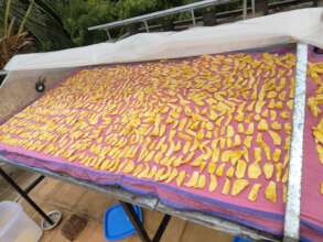 Jackfruits - drying 1 at a time in abundance