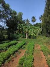 AuroOrchard 57years cultivating all year round