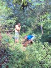 Interplanting the original evergreen tree species