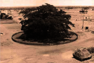 Auroville`s beginning - centre is the Banyan Tree