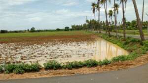 Irumbai riceland - a typical wetland