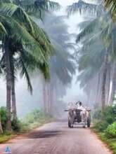 Coconut alley towards Irumbai Riceland