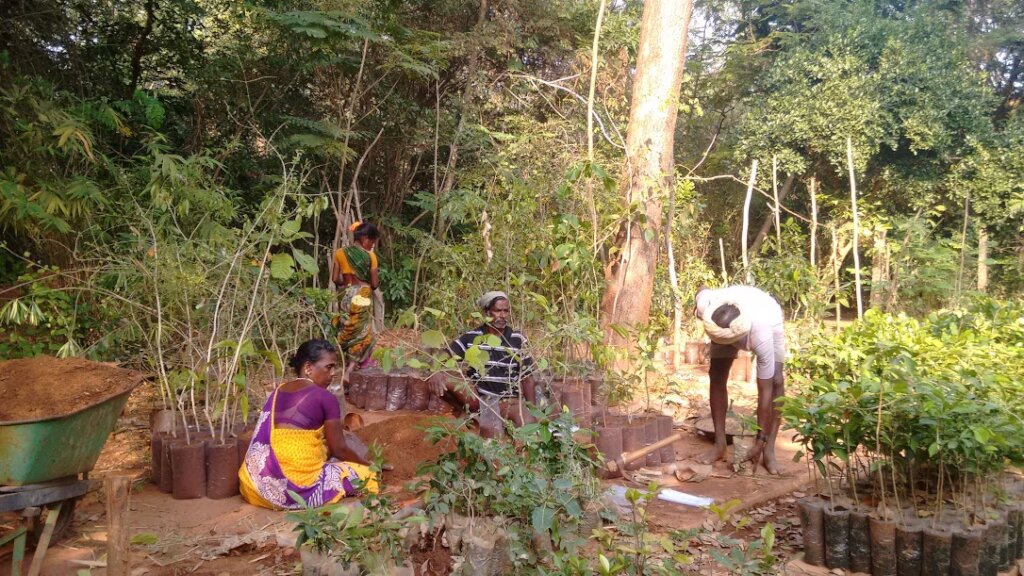 Reforestation tree nursery - Botanical Garden