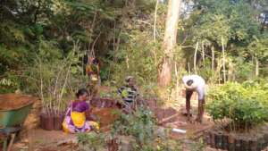 Reforestation tree nursery - Botanical Garden
