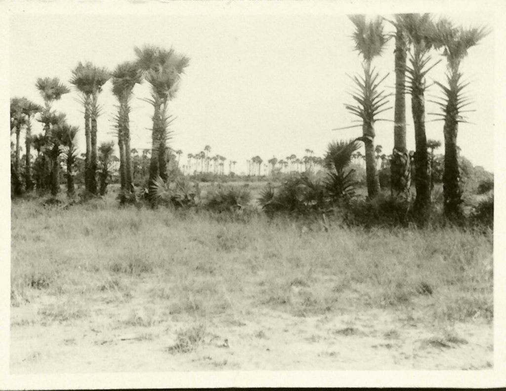 1980 Auroville greenbelt