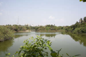 Regenerated city estuary Chennai