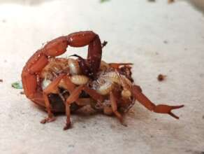 Auroville wildlife Scorpion and babies