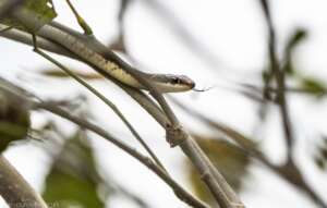 Auroville`s wildlife - snake