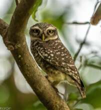 Auroville wildlife spotted owl