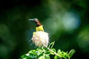 Auroville`s wildlife - sunbird