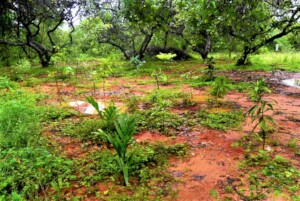 Freshly planted - ongoing afforestation since 1968