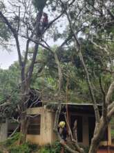Damaged trees due to Cyclone Fengal