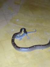 Auroville wildlife wolfsnake & gecko