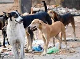Establishment of Animal Sanctuary in Quetta