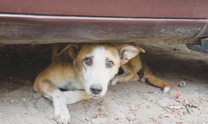 Establishment of Animal Sanctuary in Quetta