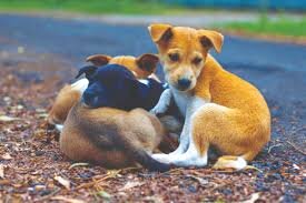 Establishment of Animal Sanctuary in Quetta