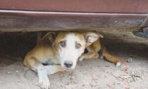 Stray Dogs in Quetta City