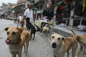 Stray Dogs in Quetta City