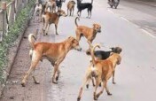 Establishment of Animal Sanctuary in Quetta