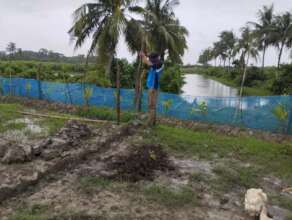 Developing a mangrove nursery