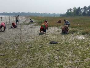 By engaging the community, planting mangrove