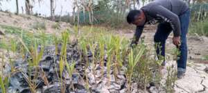 Cooperative members are taking care of saplings