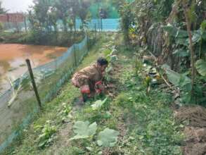 Fresh vegetable from BANOJIBI garden
