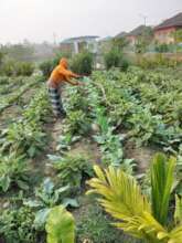 Organic farming by Banojibi