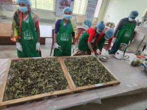 Preparing mangrove tea.