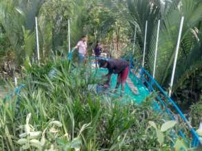 Saplings for plantation