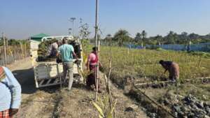 Selling the saplings for plantation
