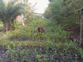 Thousands of saplings generated