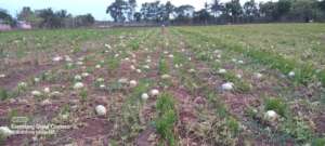 Watermelon field