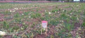 Use of pheromone trap