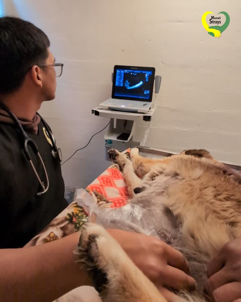 Help homeless animals access life-saving treatment