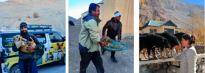 Catching dogs in Spiti for sterilisation