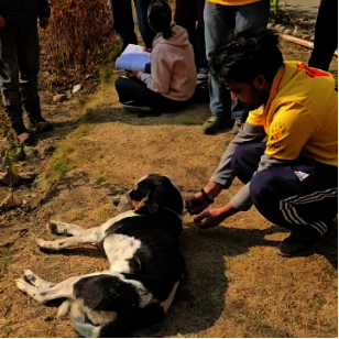 Help homeless animals access life-saving treatment