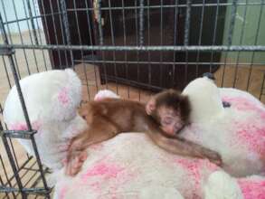 Koko sleeping with her surrogate mum