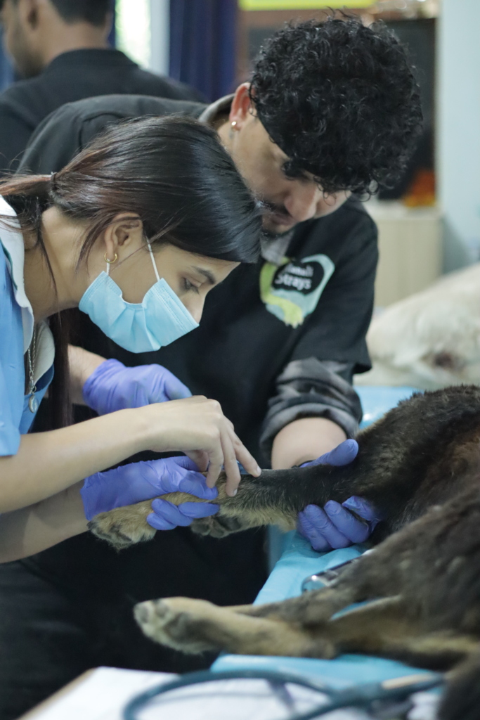 Help homeless animals access life-saving treatment