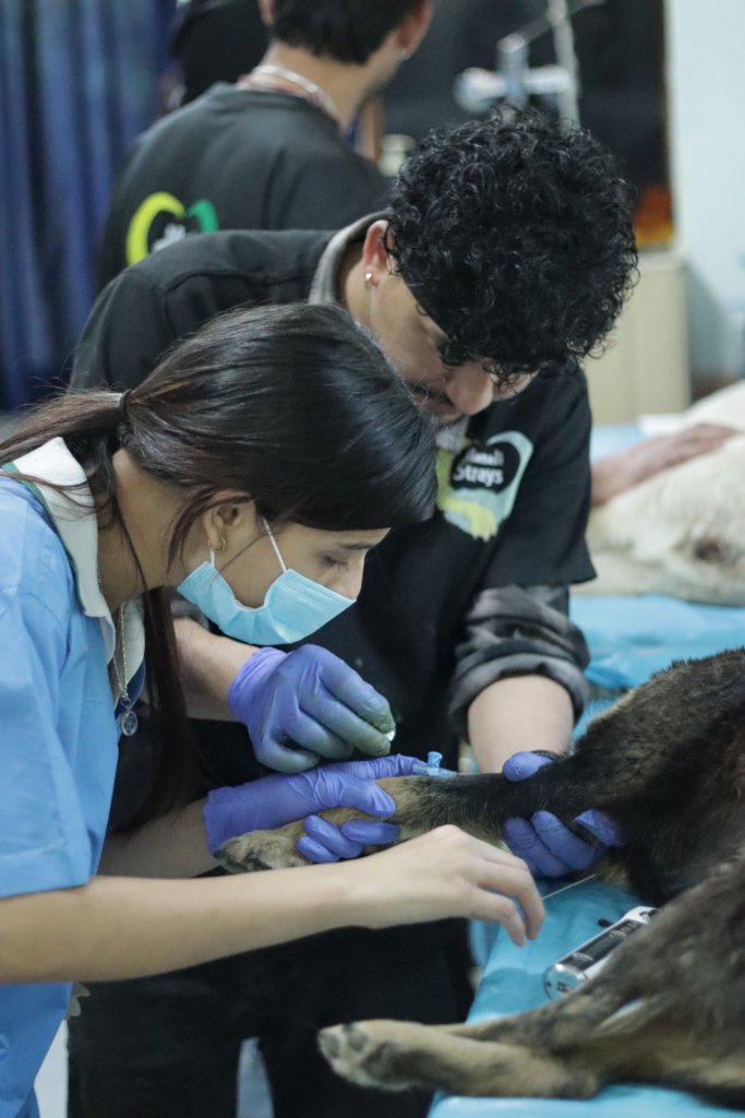 Help homeless animals access life-saving treatment