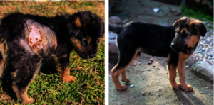 Ninja before and after treatment
