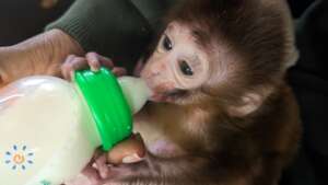 Koko being bottle-fed