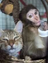 Koko, with Archie the cat - best friends.