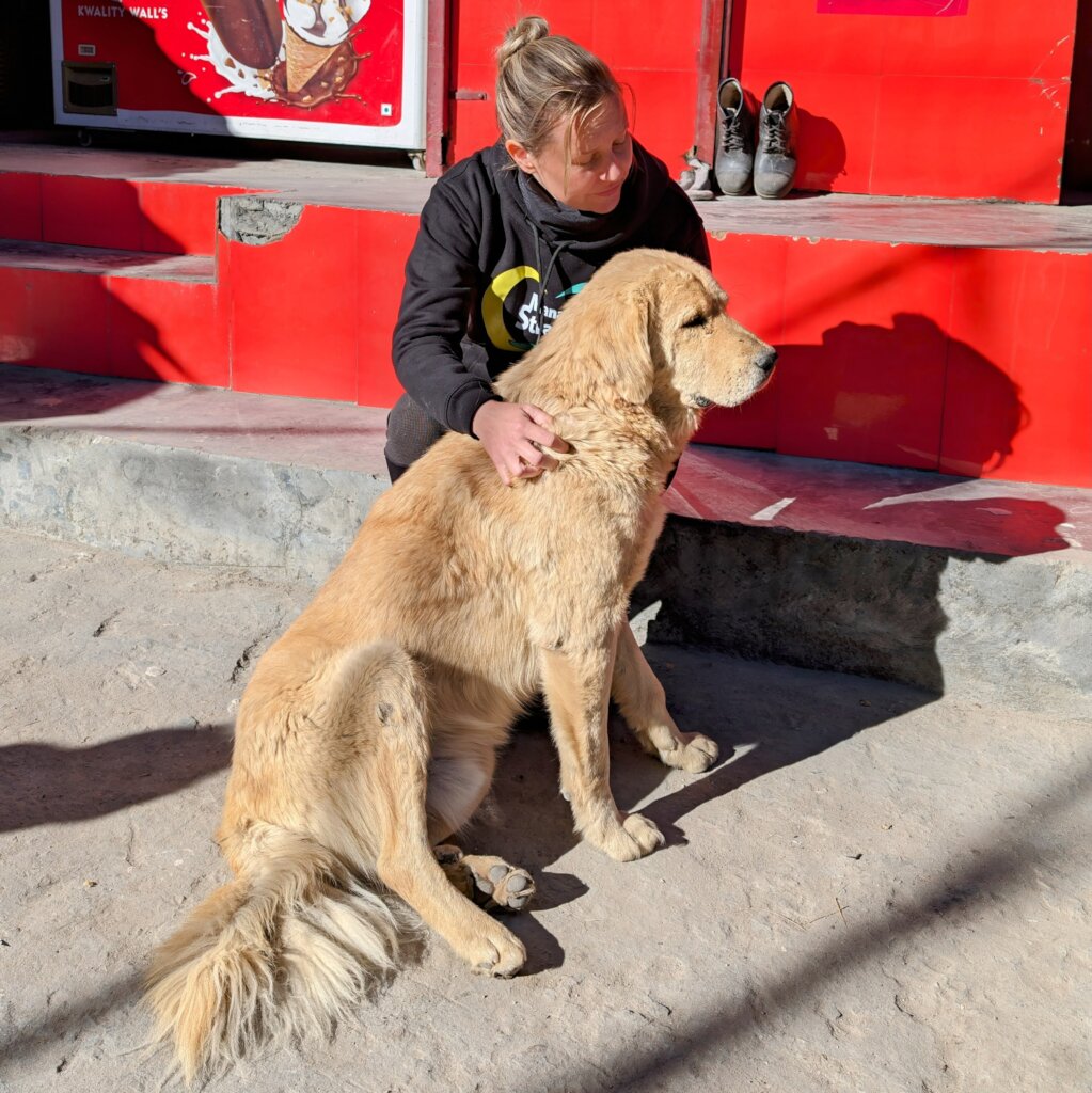 Making friends with community dogs before vaccine