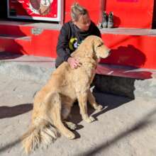 Making friends with community dogs before vaccine