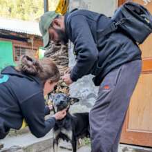 vaccinating dogs on an anti-rabies camp