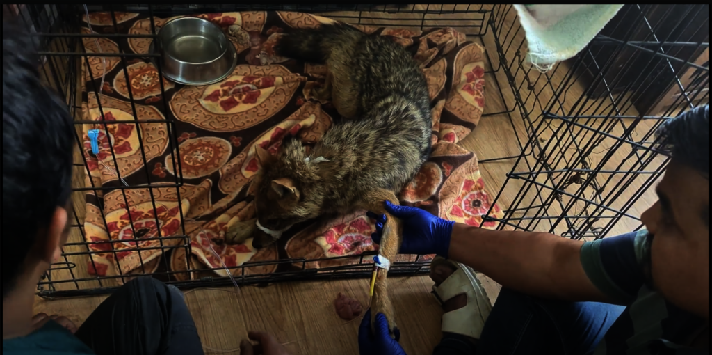 The jackal receiving his life-saving treatment