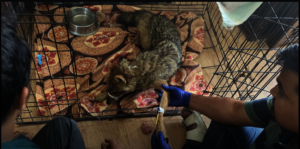 The jackal receiving his life-saving treatment