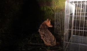 The Jackal being released after his recovery