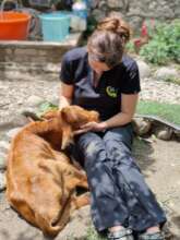 Becky with Kaju, a rescue calf
